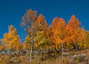 Orange Aspens 7510